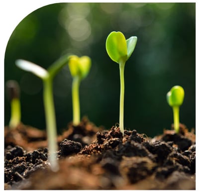 Sustainability green plant